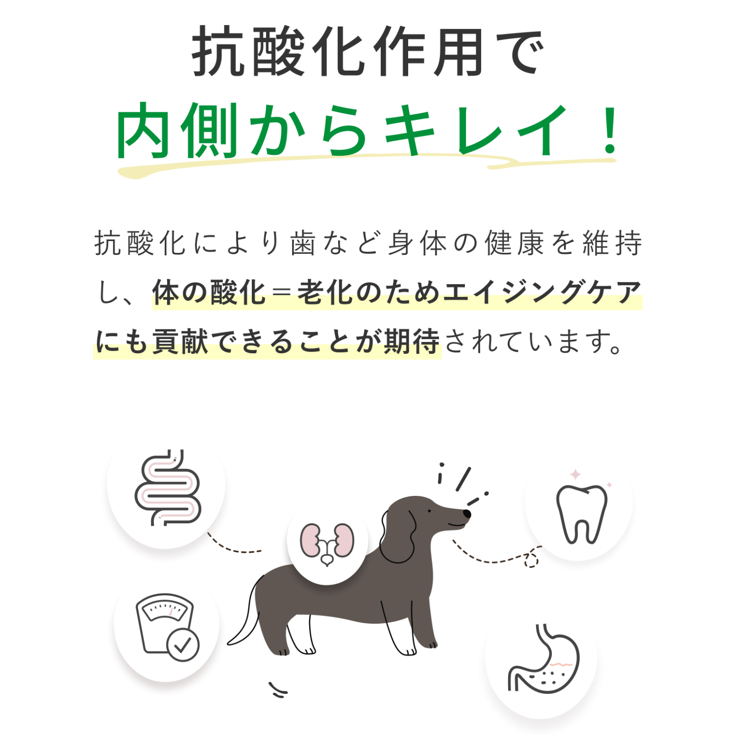 Cozy Milk コージーミルク / カラダシルク in