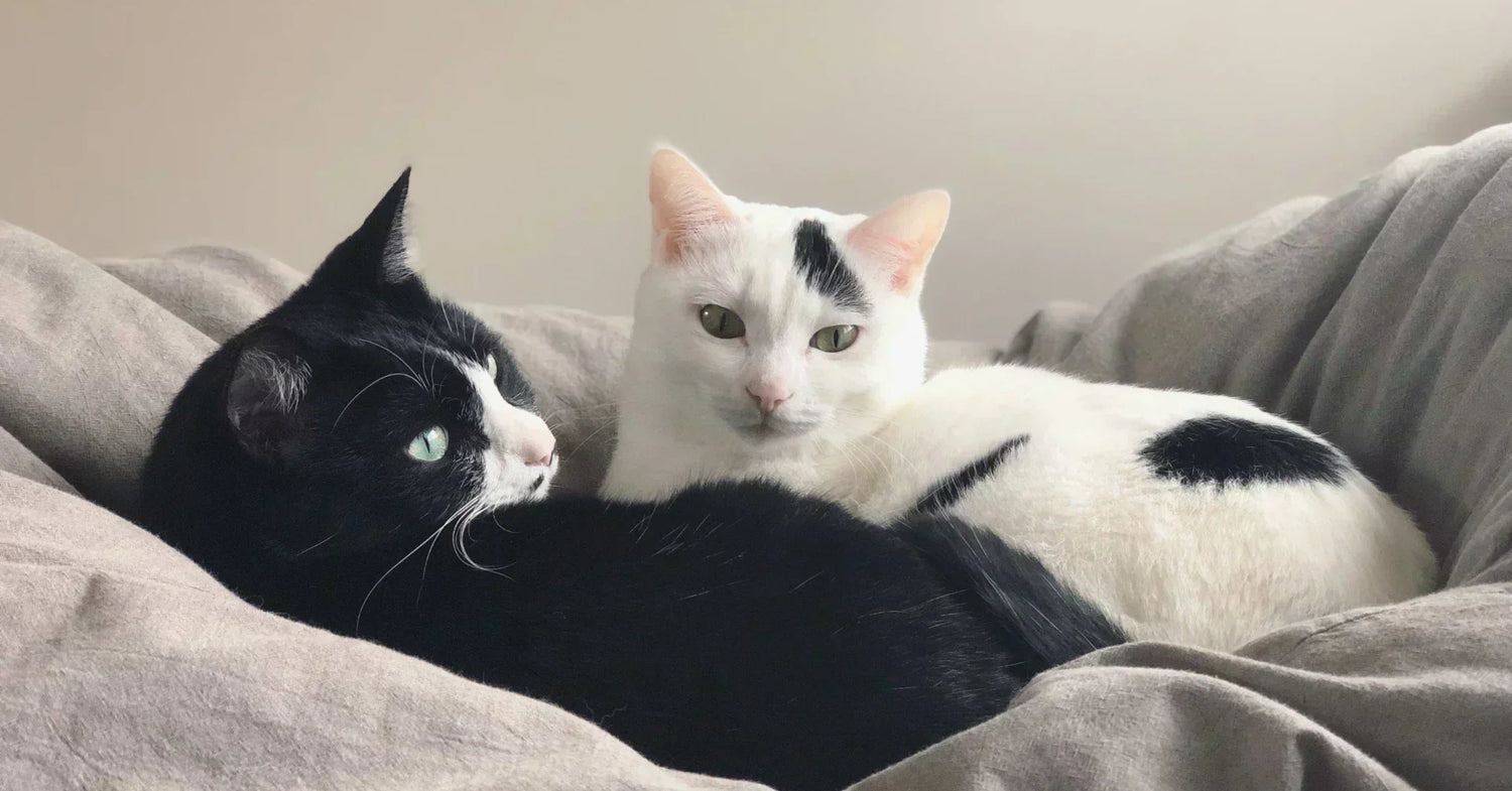 【前編】「どうしてウチの子が……」を防ぐための〝猫の腎臓病〟入門
