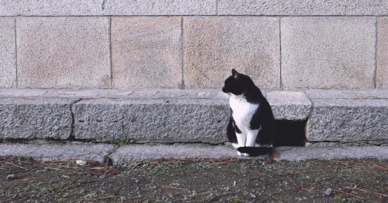 【後編】「どうしてウチの子が……」を防ぐための〝猫の腎臓病〟入門